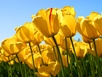 Tulips-sm.jpg